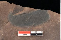 Foto (Detailsansicht) von Quercus palaeoilex Ettingshausen (NHMW-GEO-2024-0188-0821)